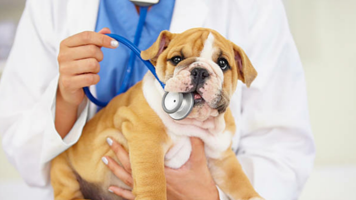 What are the symptoms of dog bite infection?