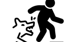 What are the symptoms of dog bite infection?