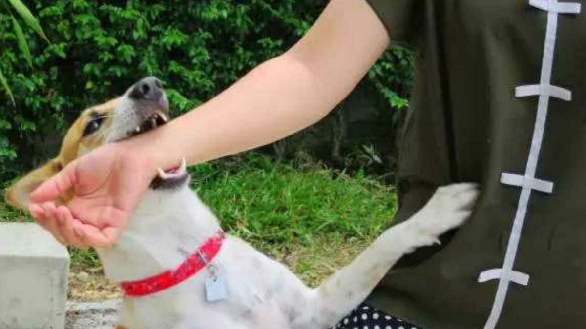 You have Suffered a Dog Bite What to Do Next